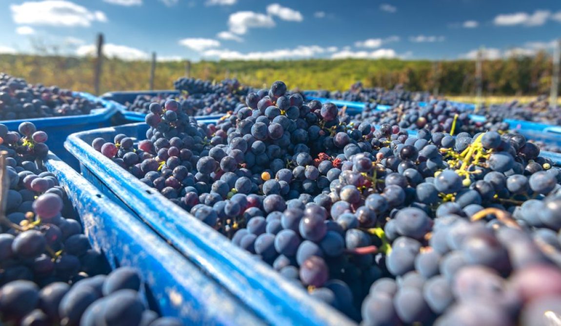 Foto-NP-Agro-1150x547